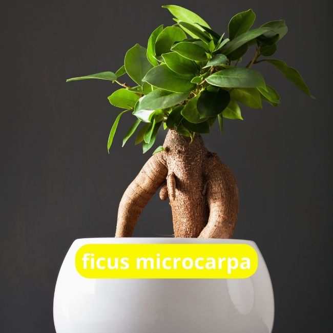 ficus microcarpa